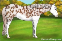 Horse Color:Chestnut Splash Appaloosa 