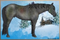 Horse Color:Black  Brindle