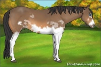Horse Color:White Spotted Buckskin Frame 