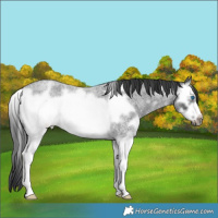 Horse Color:White Spotted Blue Roan Splash Frame 