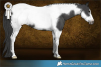 Horse Color:Black Tobiano Frame 