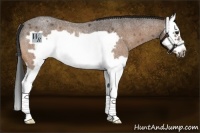 Horse Color:Buckskin Roan Splash Frame Rabicano