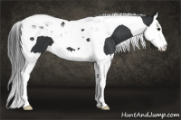Horse Color:Black Splash Tobiano