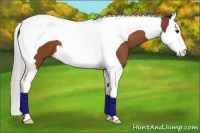 Horse Color:Silver Bay Splash Tobiano 
