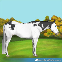 Horse Color:White Spotted Black Splash 