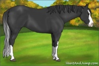 Horse Color:Black Splash