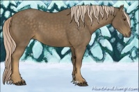 Horse Color:Chocolate Palomino 
