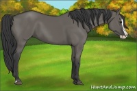 Horse Color:Grullo Splash 