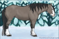 Horse Color:Grullo Splash 