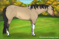 Horse Color:Bay Dun Tobiano 
