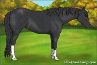 Horse Color:Black 