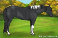 Horse Color:Black Tobiano Rabicano
