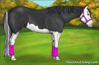 Horse Color:Black Splash