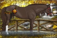 Horse Color:Liver Chestnut 