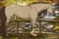 Horse Color:Liver Red Dun 