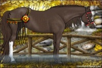 Horse Color:Liver Chestnut 