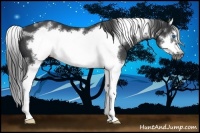 Horse Color:White Spotted Black Splash Frame 