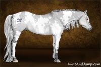 Horse Color:White Spotted Silver Grullo Chinchilla Rabicano 