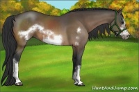 Horse Color:Buckskin Frame 