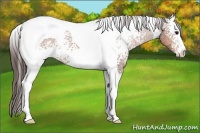 Horse Color:White Spotted Bay Tobiano Appaloosa 