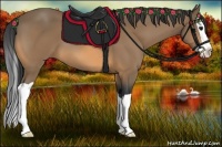 Horse Color:Buckskin Splash 