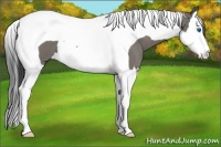 Horse Color:Smoky Grullo Roan Splash Tobiano 