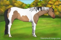 Horse Color:Bay Dun Tobiano 