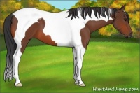 Horse Color:Bay Tobiano 