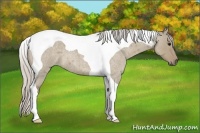 Horse Color:Silver Smoky Grullo Roan Tobiano 