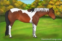 Horse Color:Bay Tobiano 