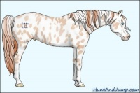 Horse Color:White Spotted Buckskin Pearl Splash Near Leopard 