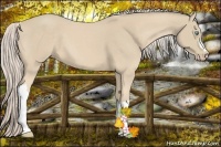 Horse Color:Cremello 