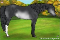 Horse Color:Brown Chinchilla 