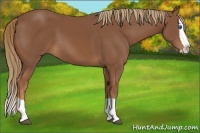 Horse Color:Chestnut Splash 