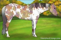 Horse Color:Nacre White Spotted Bay Dun 