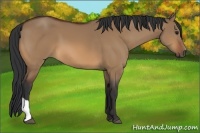 Horse Color:Bay Dun