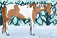 Horse Color:Red Roan Splash Tobiano