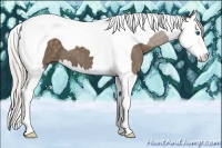Horse Color:Silver Black Splash Tobiano 