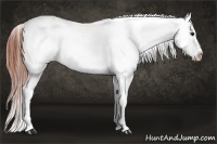 Horse Color:Bay Ice Appaloosa 