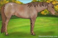 Horse Color:Chestnut Appaloosa 