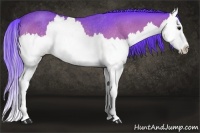 Horse Color:Watercolor Bay Splash Rabicano 