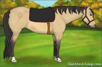 Horse Color:Buckskin Dun