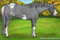 Horse Color:White Spotted Blue Roan Splash Frame Appaloosa