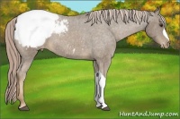 Horse Color:Chocolate Palomino Roan Snowcap 