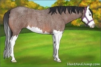Horse Color:Bay Roan Splash