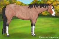 Horse Color:Bay Roan Splash