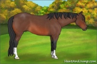 Horse Color:Bay Roan
