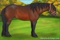Horse Color:Bay Frame 