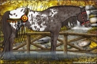 Horse Color:Liver Chestnut Appaloosa Rabicano