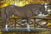 Horse Color:Chocolate Palomino 